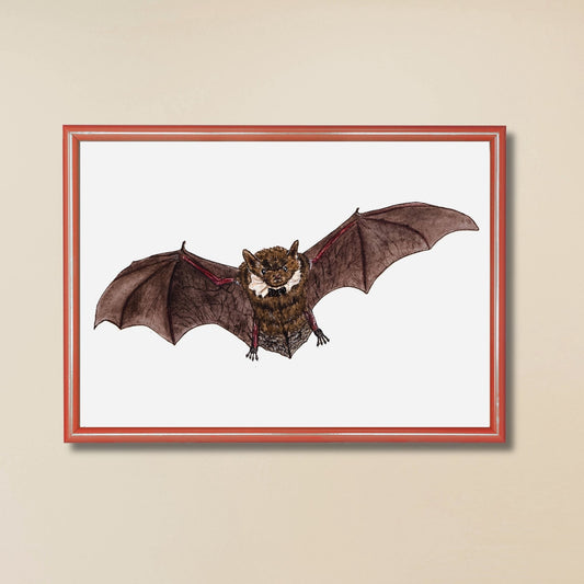Little Brown Myotis Bat Art Print